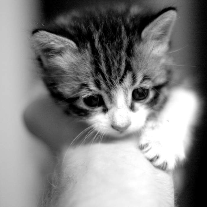 Cute kitten